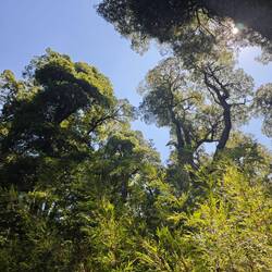 unterwegs im Regenwald