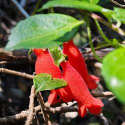Botellita oder auch Vochi-Vochi genannt