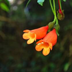 chilenische Ruhmblume