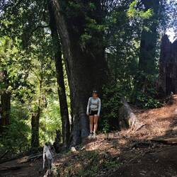 Elena vor einem der vielen riesigen Bäume