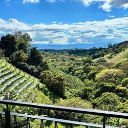 Blick auf die Plantage