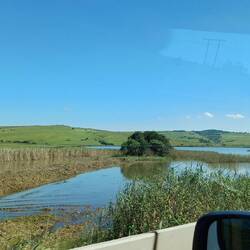 es wird immer grüner