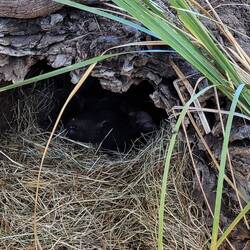 Das Schwarze in der Höhle ist der schlafende Tasmanische Feuerteufel.Keine Lust sich zu zeigen...