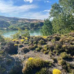 Thymiansträuchlein überall..