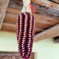 There are hundreds of varieties of corn in Peru.