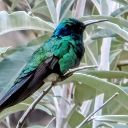 Sparkling Violetear.