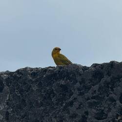 Saffron finch