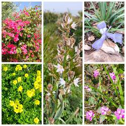 und der schönen Blütenpracht