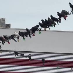 Pigeons rockin on the wire.