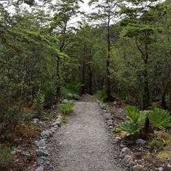 Durch den Urwald zum hängenden Gletscher