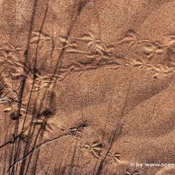 Spuren im Sand