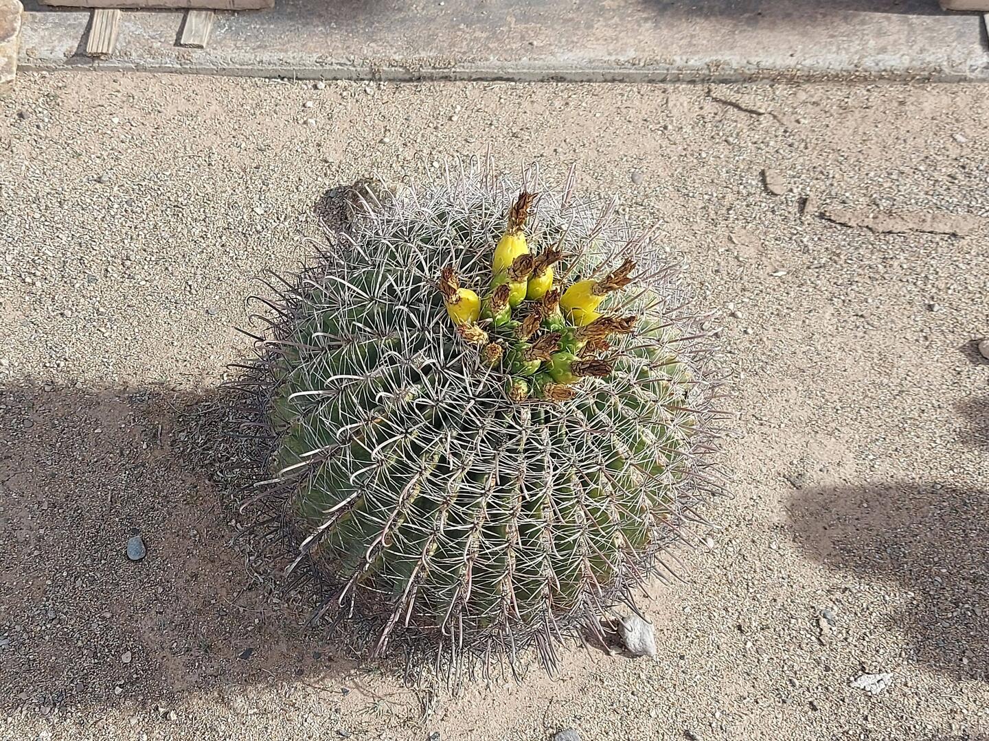 Kaktus mit Früchten.