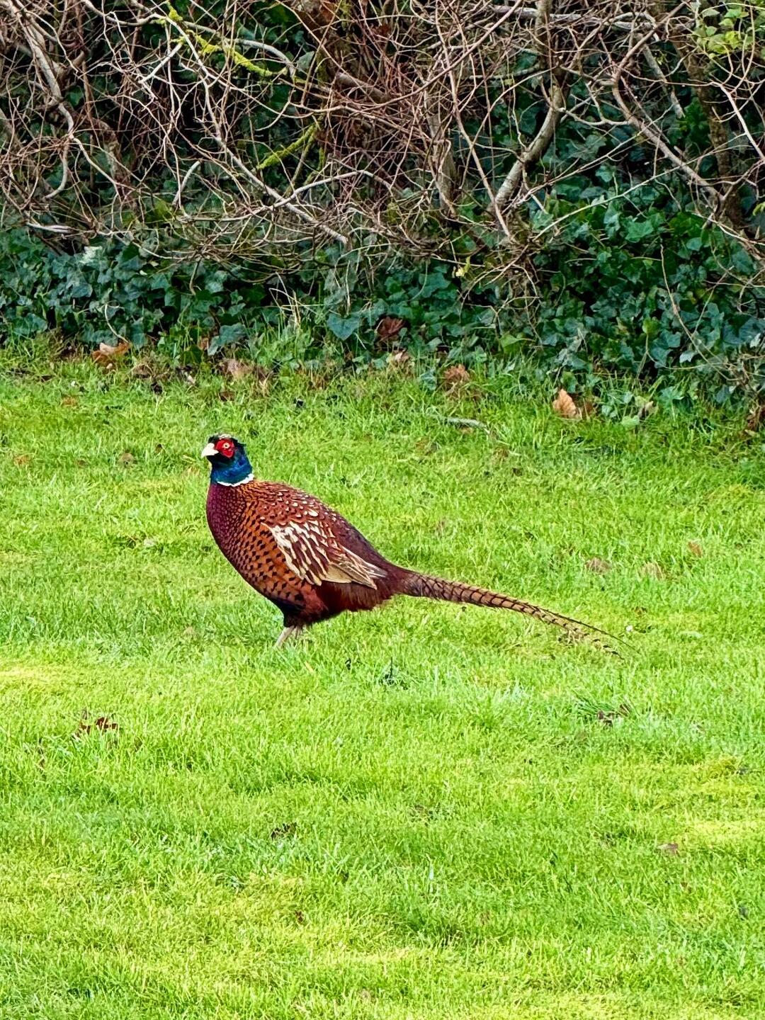Mehrere Fasane auf dem Campingplatz