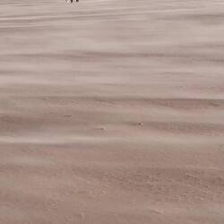 Wüste Gobi mit Palmen