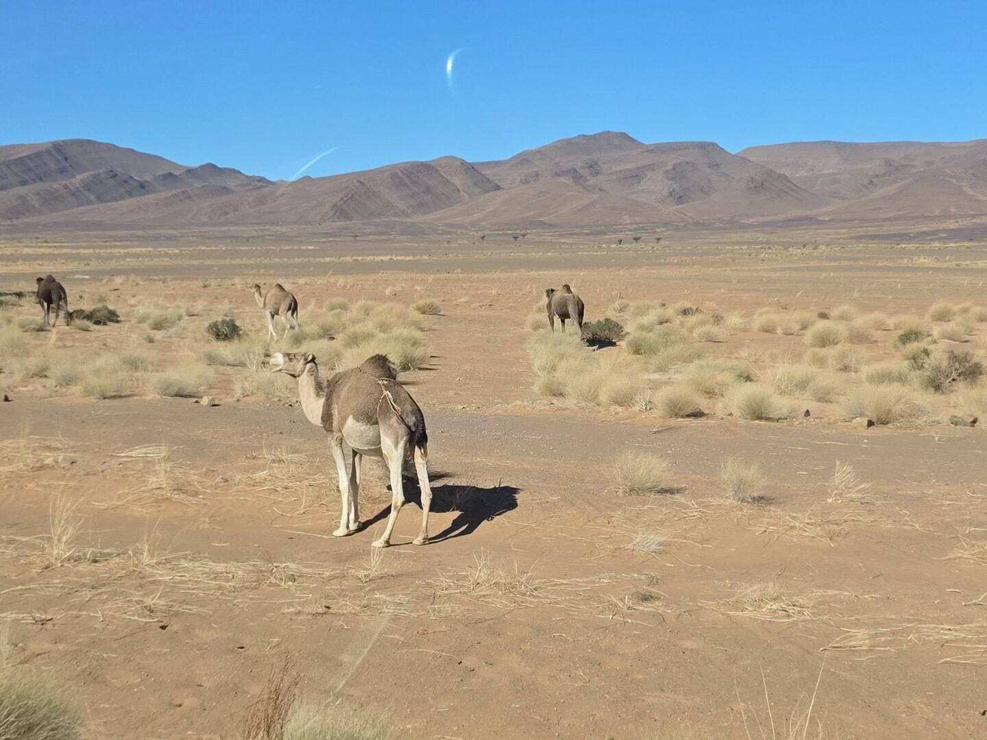 Auf dem Weg sieht man immer wieder Dromedare.