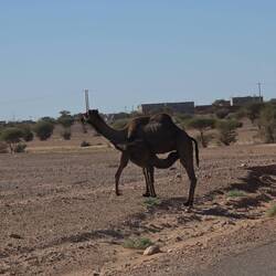 Hier trinkt ein Fohlen 🐪