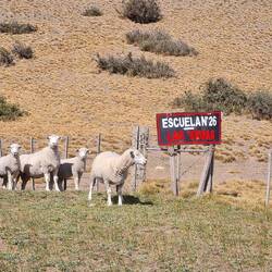 In Las Vegas waren nur Schafe zu Sylvester