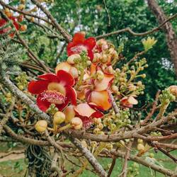 Kanonenkugelbaum in der Blüte