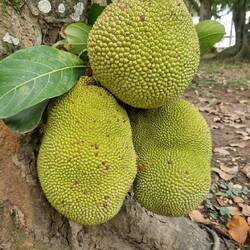 Jackfruit