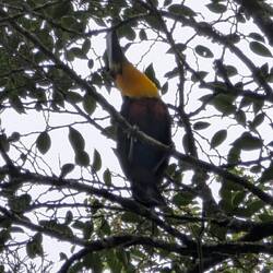 Tucan