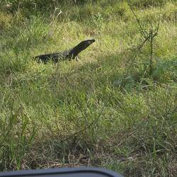 This goanna was a regular visitor - although I think it was his home and I was the visitor :-)