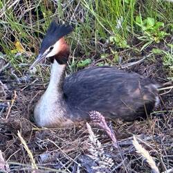 Brütende Haubentaucher