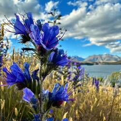 Wunderschöne Lupinien