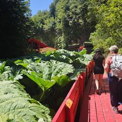 unser erster Blick in die Schlucht - unendlich viele Mammutblätter