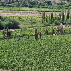 Weinberge mit Kakteen in Jujuy, wenn man da beim ernten nicht aufpasst...