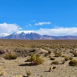 Fuchs du hast die Show gestohlen...
