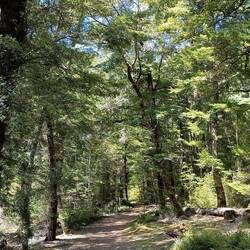 la petite forêt le long du lac