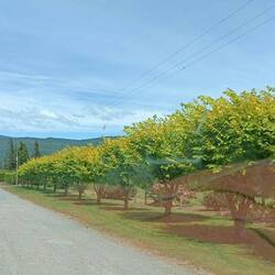 L'arrivée au camping de Manapouri