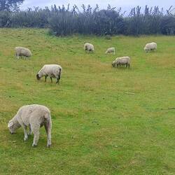 Les moutons à Riverton