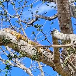 ... gerne auch auf Bäumen ...