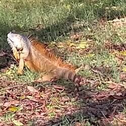 ... oder auf dem Weg zum Wasser ...