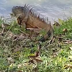 ... oder auf dem Weg ins Wasser ... urzeitliche Geschöpfe