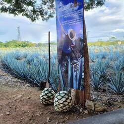 Zur Feier des Weihnachtstages widmen wir uns der Kultur der Agavenbrennerei.