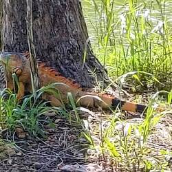 So schöne Leguane ... an Bäumen ...