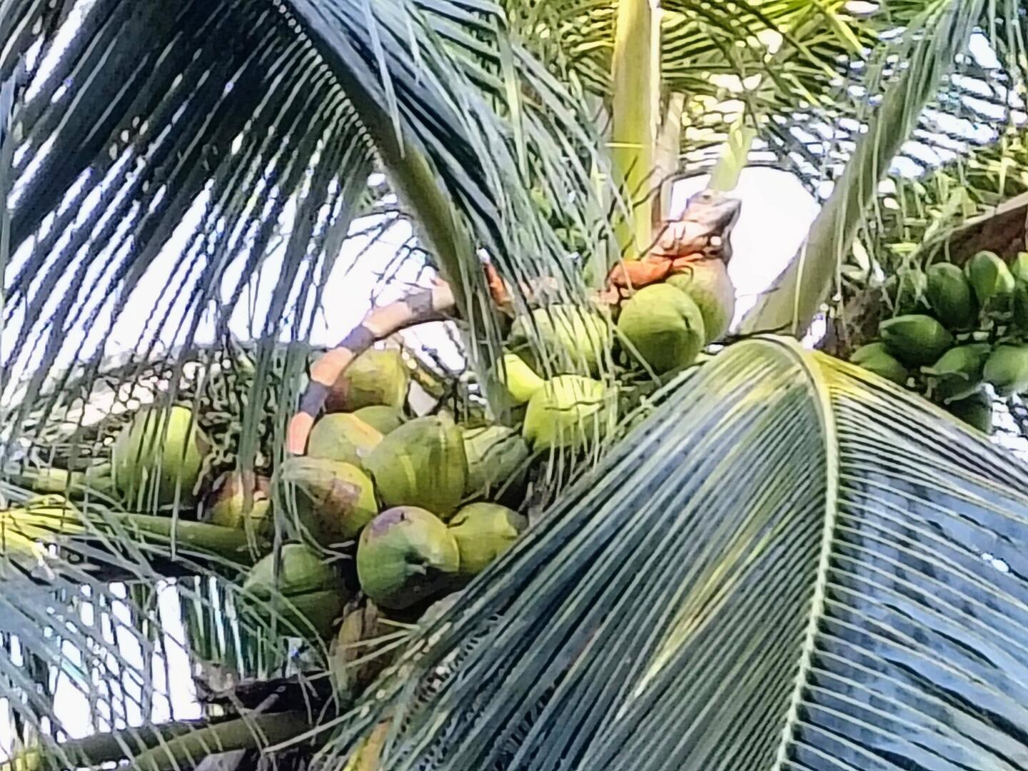 Leguan auf Kokosnuss ... so geht's zu in Vallazoo 😉