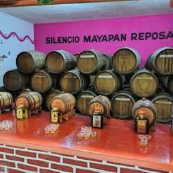 Die Becherle der verschiedenen Tequila-Jahrgänge stehen bereit ...