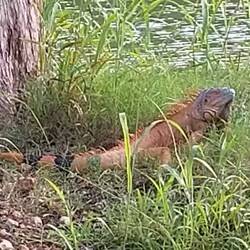 ... um Bäume drumrum ...