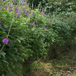 Sidetracked by the hummingbird. They love these flowers!