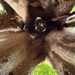 This tree got swallowed by roots. It's a thing ... old tree is gone and sunlight shines down. 😳