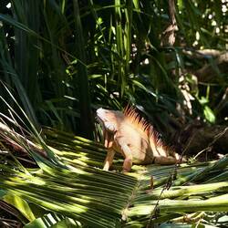 Riesiger Leguan