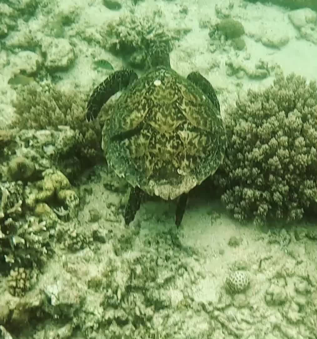 A young turtle at Turtle Point, G Meno. The visibility was poor due to the waves.