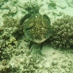 A young turtle at Turtle Point, G Meno. The visibility was poor due to the waves.