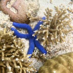 The first Seastar I've seen since Komodo