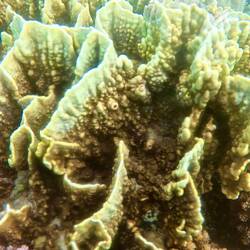 Fascinating coral textures