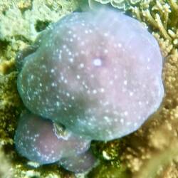 More coral formations