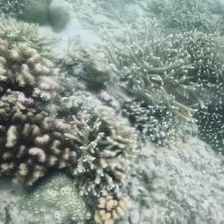 A glimpse of the coral textures. The blear is due to water in my case 🤨